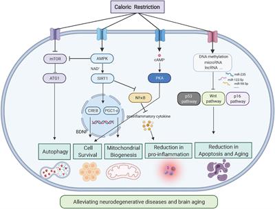 Beneficial Effects on Brain Micro-Environment by Caloric Restriction in Alleviating Neurodegenerative Diseases and Brain Aging